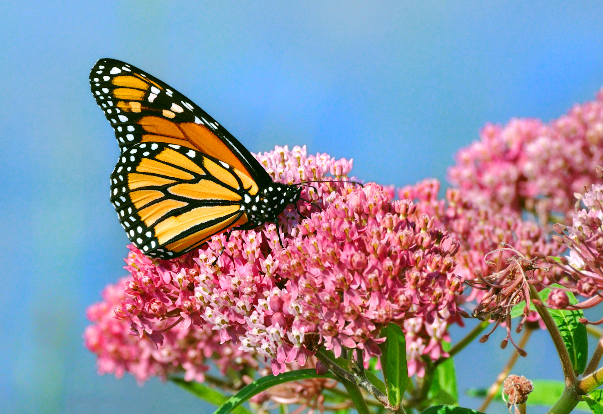 milkweed and monarch butterfly