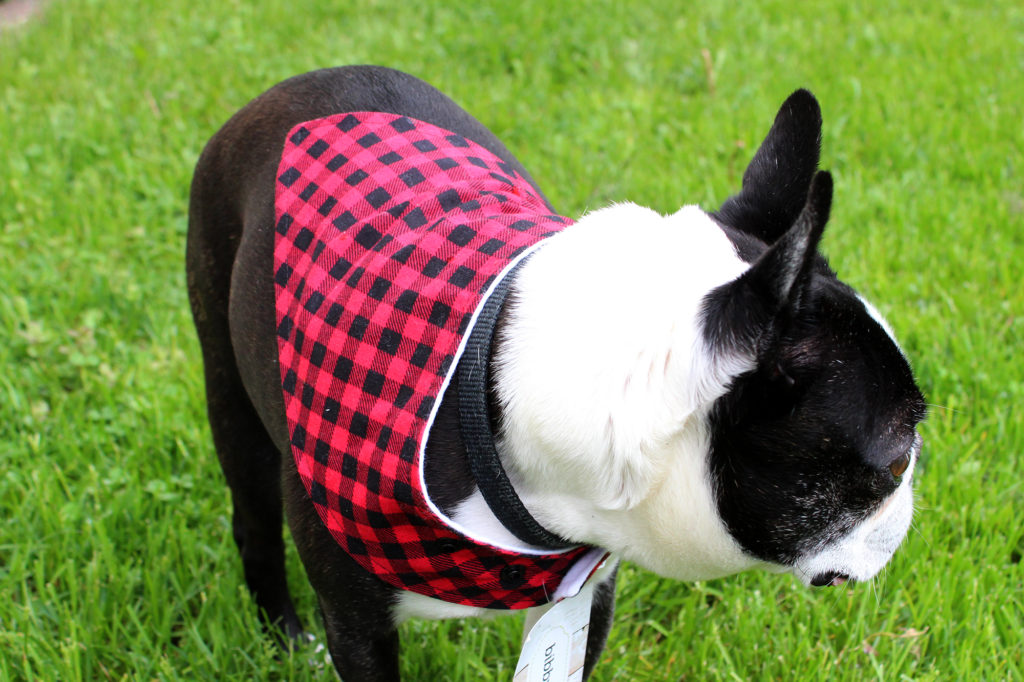 dog bandana