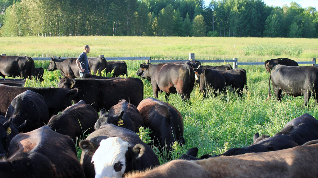 Helstrom Farms cattle
