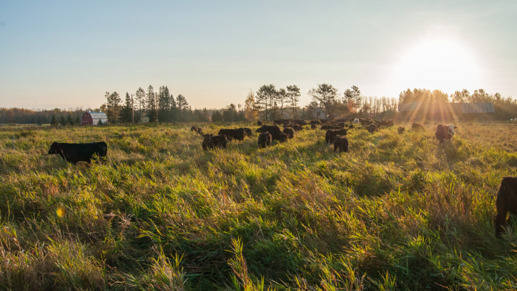 Helstrom Farms natural farm landscape with cattle