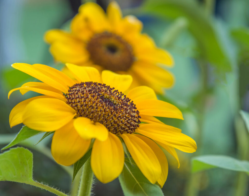 Mature sunflowers outdoors.